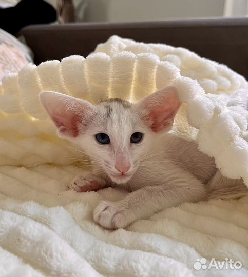 Ориентальные котята