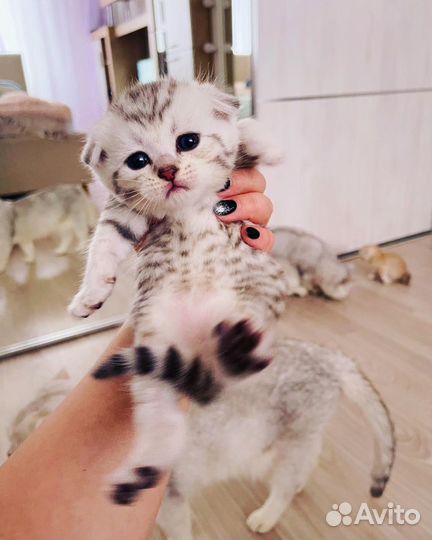 Котята, бронь