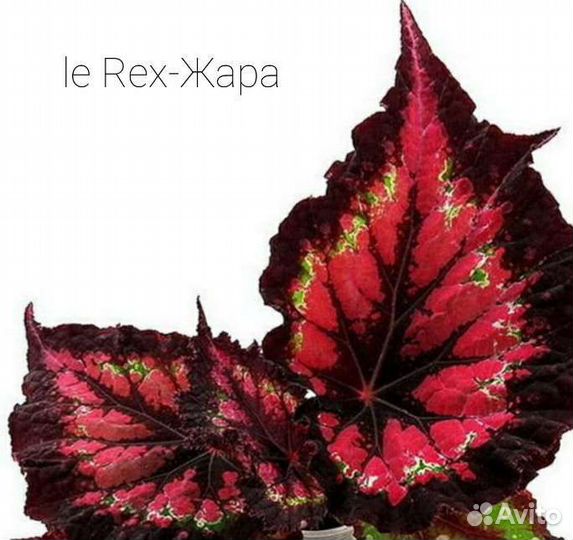 Бегония декоративно лиственная