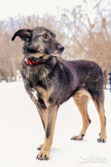 Фëдору нужен дом