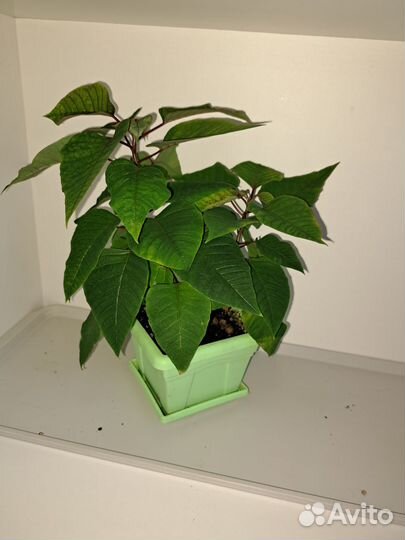 Фикус пуансетия спатифиллум комнатные растения