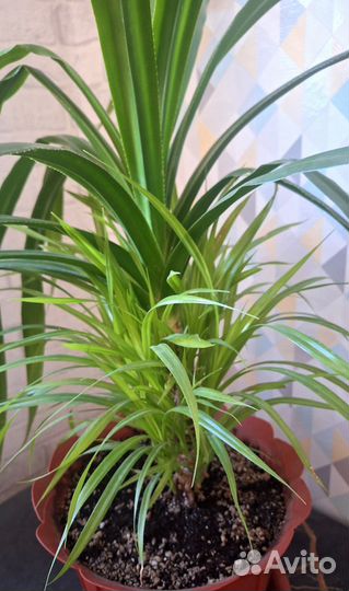 Панданус винтовая пальма