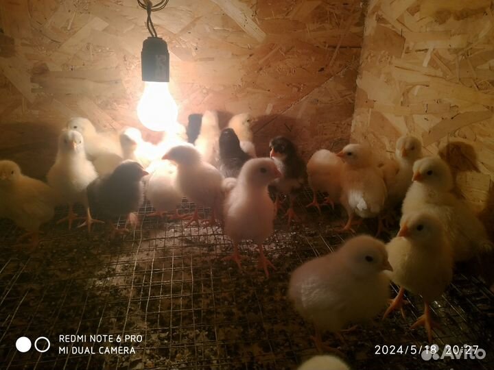 Цыплята помесные несушки