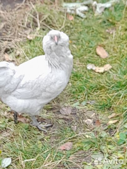 Инкубационное яйцо курочек породы Амераукана