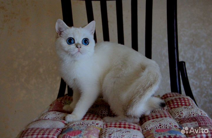 Ириска - золотистая шиншилла-пойнт кошечка