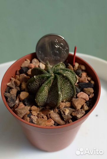 Молодые кактусы и суккуленты -1