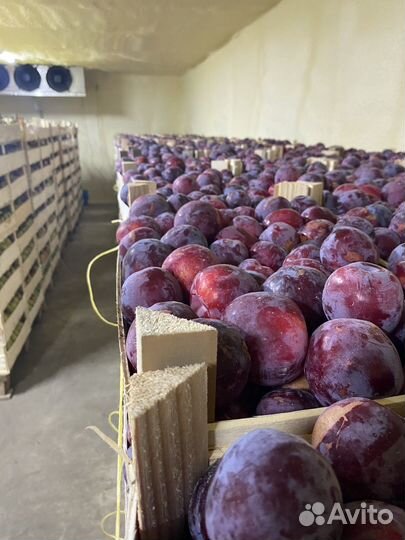 Слива фортуна