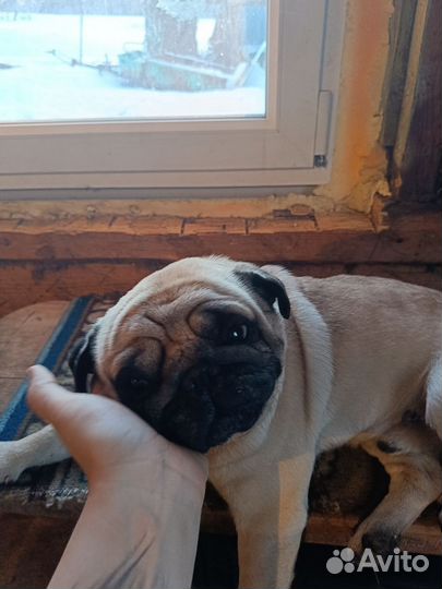 Продам мопса