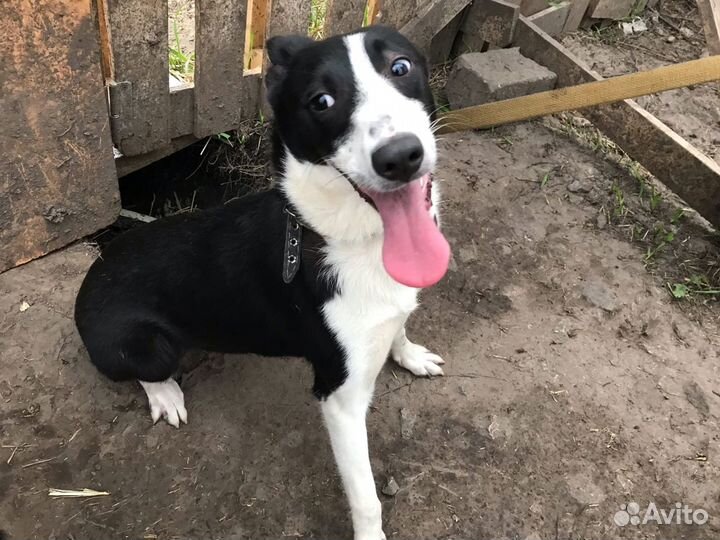 Собака в добрые руки