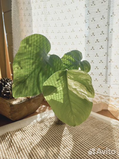 Монстера вариегатная