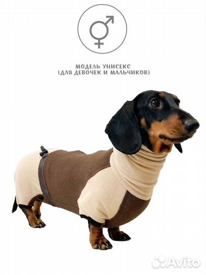 Одежда для таксы