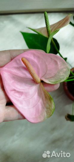 Антуриум пандола