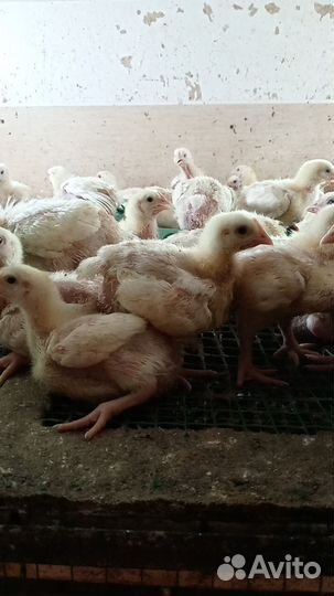 Цыплята бройлеры кобб 700