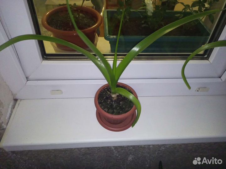 Птицемлечник хвостатых