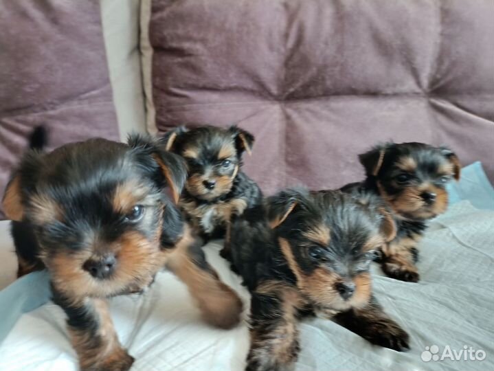Йоркширский терьер щенки девочки