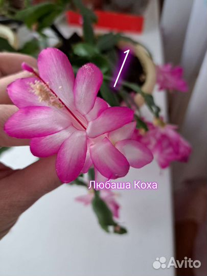 Декабрист шлюмбергера сортовые