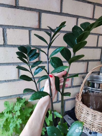 Замиокулькас