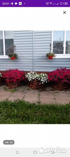 Петуния тайдал