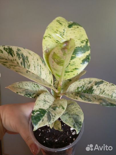 Фикус шривериана