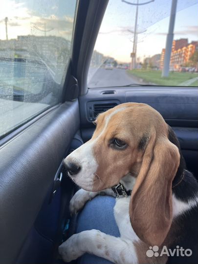 Щенки бигль девочка