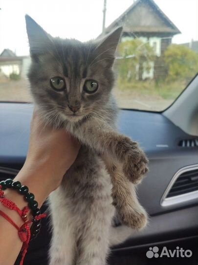 Котеночек девочка