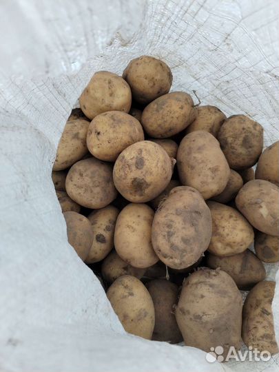 Продукты питания