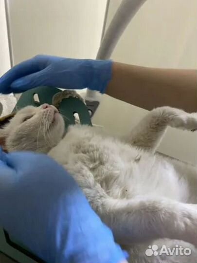 Частный ветеринар на выезд. Работаю круглосуточно