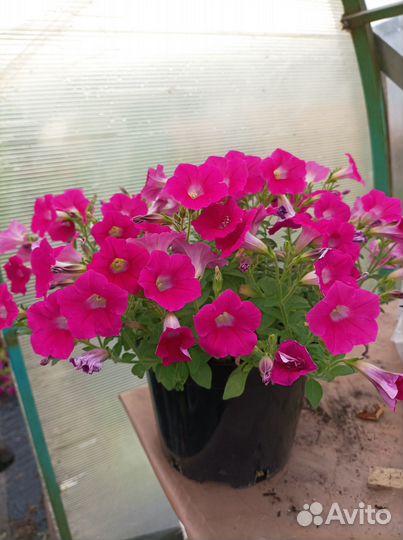 Рассада петунии, лобелии