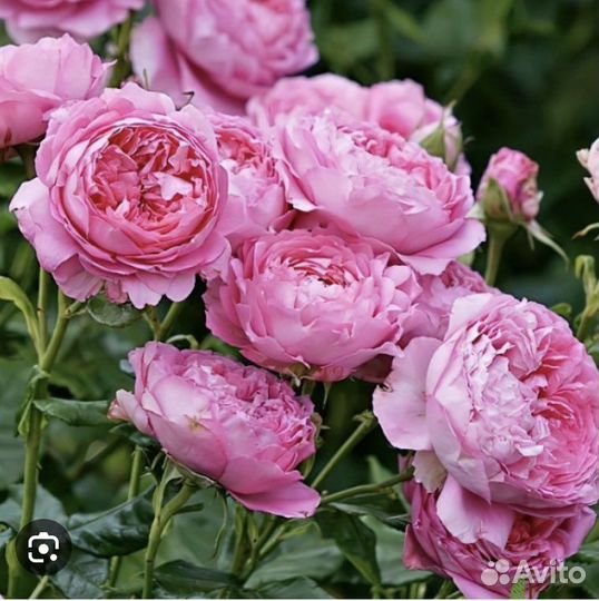 Роза Шанталь Мерье