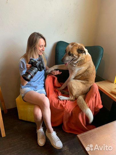 Метис алабая ищет семью