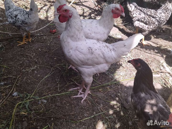 Пушкинский петух