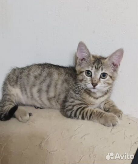 Котёнок, трехцветная девочка, 5 мес
