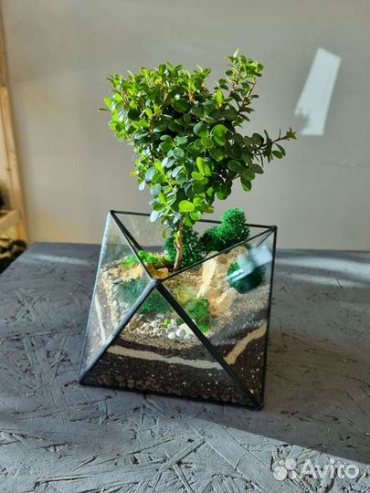 Бонсай во флорариуме октаэдре