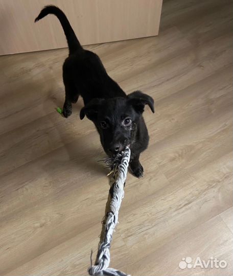 Дрессировка/воспитание собак