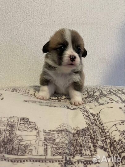 Чистокровные щенки Вельш Корги Пемброк