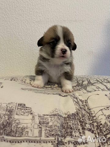 Чистокровные щенки Вельш Корги Пемброк