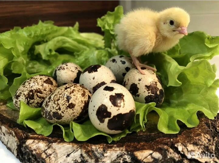 Яички перепелиные