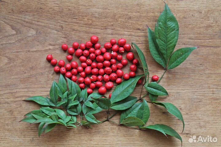 Нандина Домашняя семена