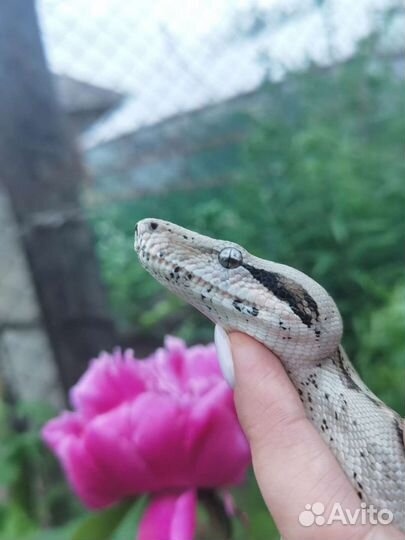 Императорский удав