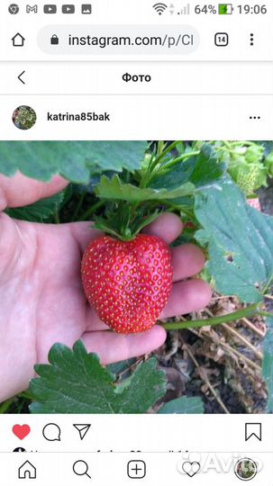 Рассада клубники Кокино 3 сорта