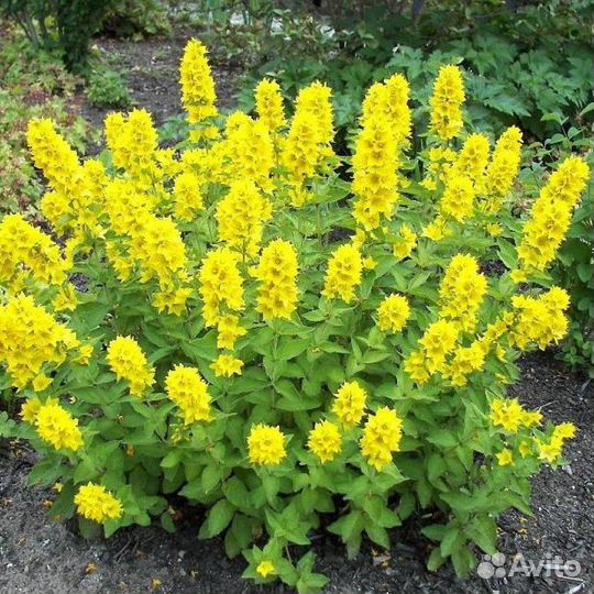 Флокс растопыренный Блю парфюм и другие цветущие