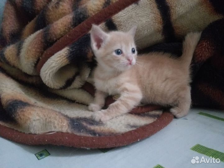 Отдам котёнка в добрые руки