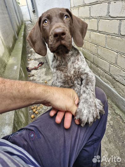 Щенок курцхаара