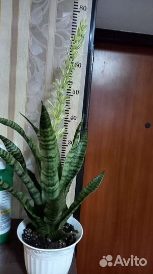 Сансевиерия Даймонд