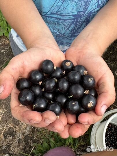 Саженцы черной смородины голубка