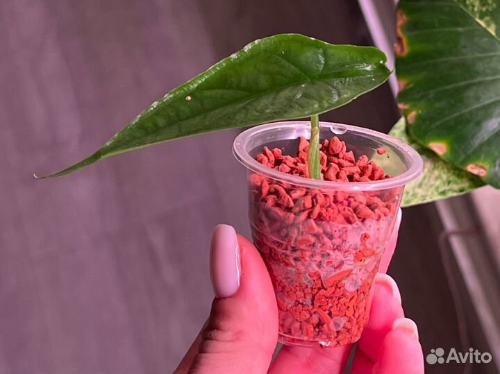 Алоказия хетерофилла сильвер