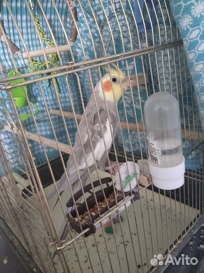 Продам попугая с клеткой