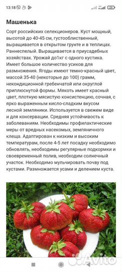 Рассада клубники