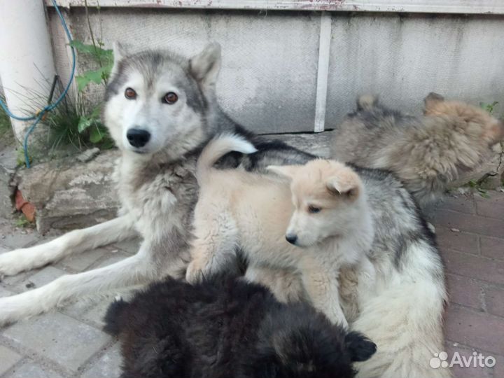 Щенки (смесь хаски)