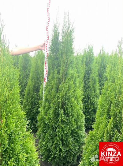 Туя смарагд 1,94 м